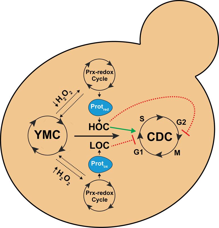 Peroxiredoxin-Wasserstoffperoxid (H2O2)-abhängiges Thiol-Redox-Relais (Prx-Redox-Zyklus) dockt an den Hefe-Stoffwechselzyklus (YMC), um Ein- /Austritt in/aus dem Zellteilungszyklus (CDC) zu kontrollieren. HOC = hoher, LOC = niedriger Sauerstoffverbrauch.