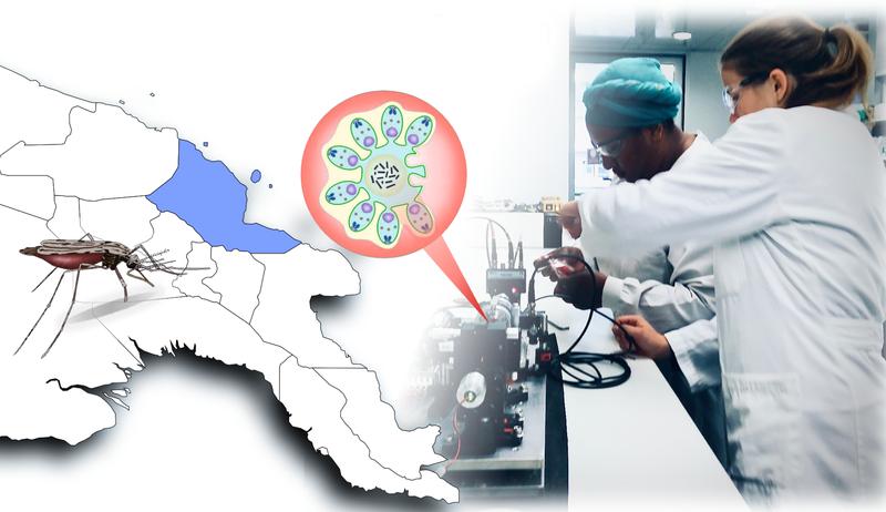 Physiker der Universität Augsburg haben mit Kollegen von der australischen James Cook University eine neue Diagnose-Methode für Malaria entwickelt. In einer Feldstudie in Papua-Neuguinea haben sie das Verfahren nun an rund 1000 Personen getestet.
