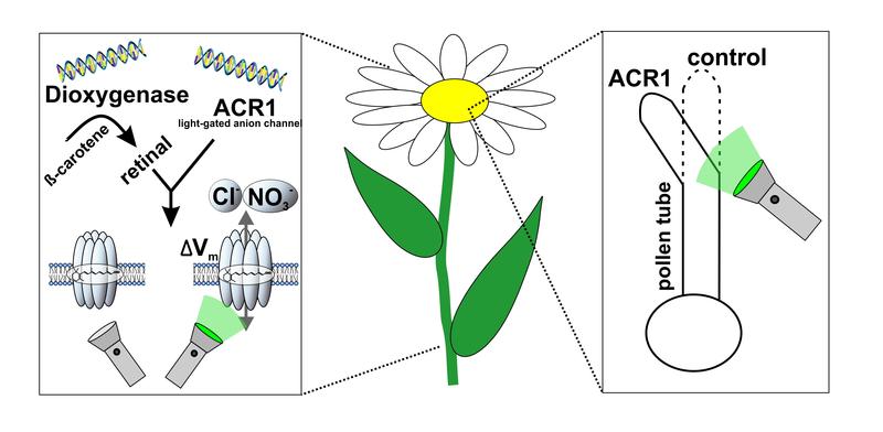 Success with two additional genes: While pollen tubes normally grow in the direction of the egg cell for fertilization, in genetically modified cells they change the direction of growth depending on the exposure to light. 