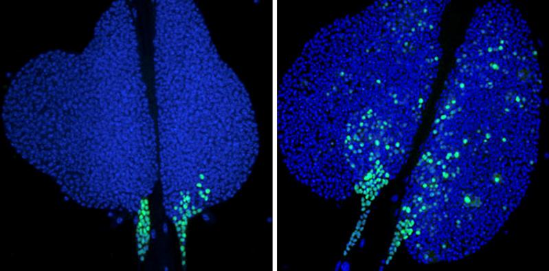 Fehlt in Zellen von Fruchtfliegenlarven ein Teil des NuRD-Komplexes, so wird in weiten Bereichen der Lymphdrüse ein Gen angeschaltet, das zur Zelldifferenzierung beiträgt (rechts). In normalen Larven (links) ist das Gen nur in einem kleinen Bereich aktiv.