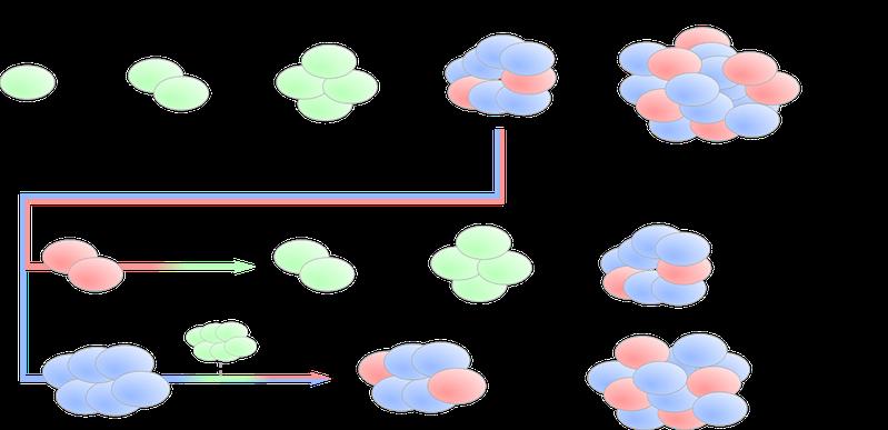 Modell zeigt, wie Zell-Zell-Kommunikation in einer wachsenden Population die Differenzierung und ein stabiles Verhältnis versch. Zelltypen auslösen kann (oben) und auch wiederherstellen kann (mitte, unten), wenn Zelltypen durch Störungen getrennt werden. 