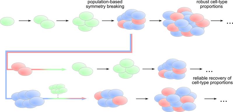 Dynamical model reveals how cell-cell communication in a growing population can trigger differentiation and robust cell type proportions (top), but also recover the exact proportions (middle and bottom) if cell types are separated by perturbation.