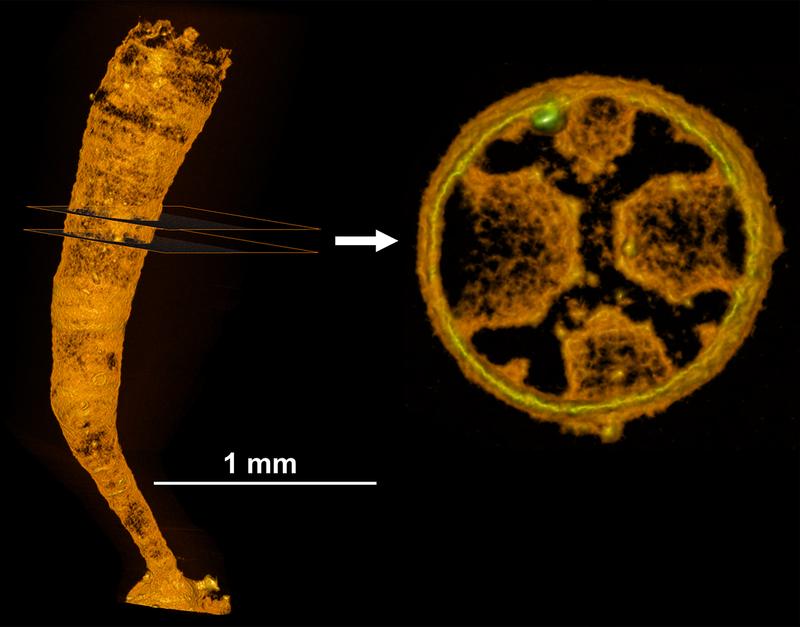 Der Polyp einer Schirmqualle (Scyphozoa) bzw. deren Hornhülle, welcher durch Abschnürung Quallen bildet. 