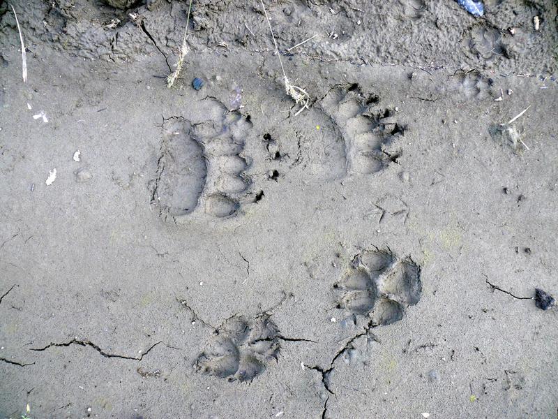 Spuren von Bär und Wolf.