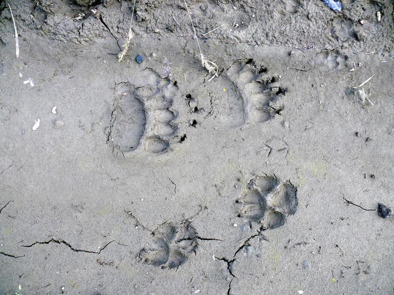 Tracks of bear and wolf
