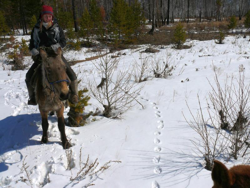 Nina Tiralla from the University of Göttingen follows a wolf trail in Mongolia.