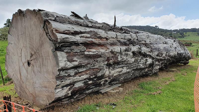 Alter Kauri-Baum aus Ngawha, Neuseeland