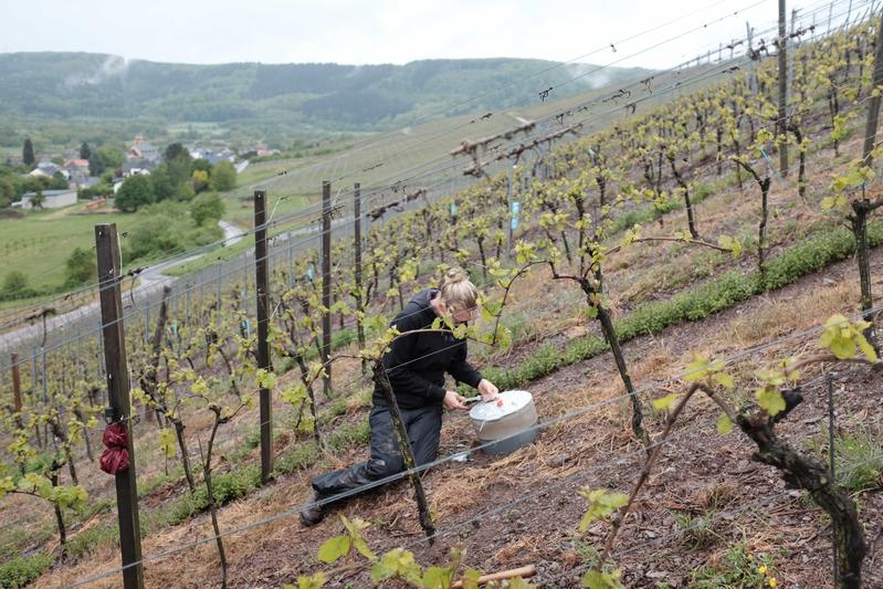 Proben werden entnommen, um die Treibhausgasemissionen vom Weinbergsboden zu bestimmen.