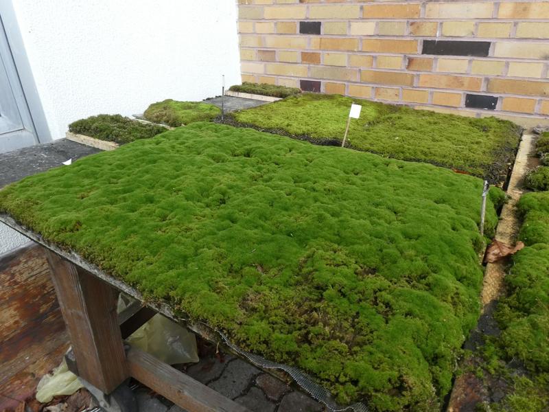 Favorable moss species grown in the greenhouse. This moss was the most effective at erosion control.