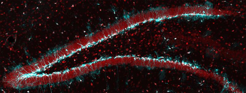 Stammzellen im Hippokampus der Maus (in blau): Mit zunehmendem Alter vermindert sich ihre Fähigkeit, neue Nervenzellen zu bilden, da die Menge des Kernproteins Lamin B1 (in rot) abnimmt.