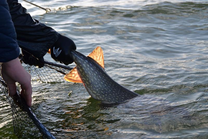 Auch die Fischerei kann ein Selektionsfaktor sein.