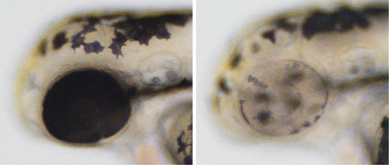 Cre-Controlled CRISPR mutagenesis at work.