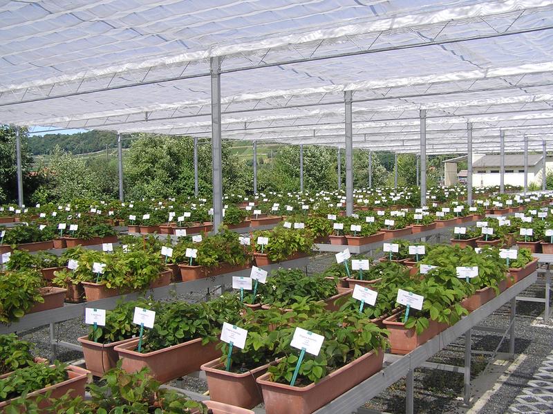 Die Genbanksammlung Erdbeere des Julius Kühn-Instituts enthält neben alten Sorten und Auslesen auch Wildarten.