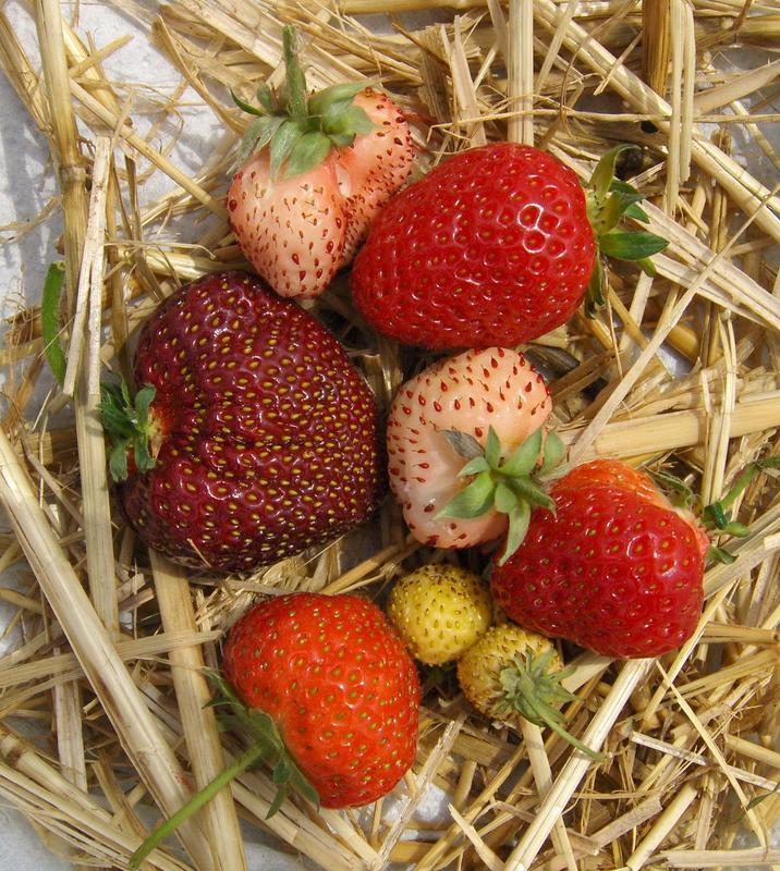 Farben- und Formenvielfalt reifer Erdbeeren in der Genbanksammlung des JKI Dresden-Pillnitz.