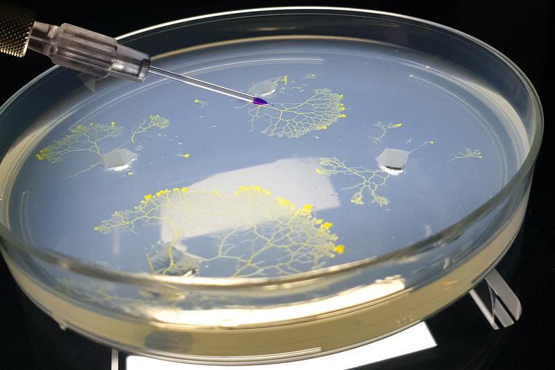 Der Schleimpilz Physarum polycephalum besteht aus einer einzigen biologischen Zelle. Mittels Mikroinjektion wird die Strömung in Physarum farblich markiert.