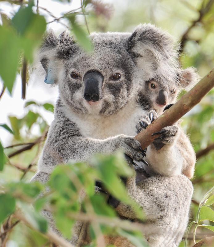 Koala in der Wildnis