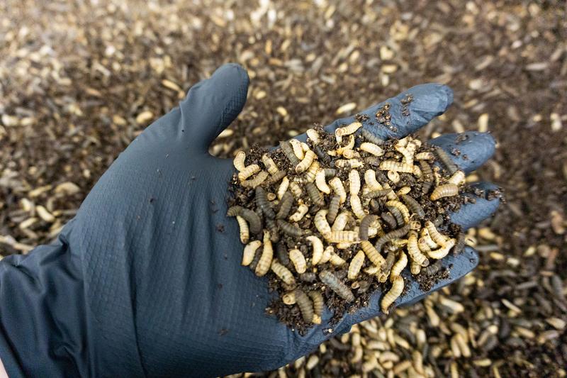 Die Larven der Schwarzen Soldatenfliege spielen die Hauptrolle im Forschungsprojekt der TH Bingen.