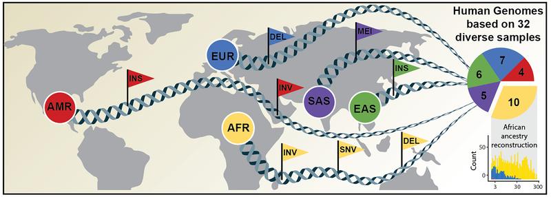 Umfassende Kartierung genetischer Variationen (symbolisiert durch Fähnchen) basierend auf der Analyse menschlicher Genome unterschiedlicher Abstammung.