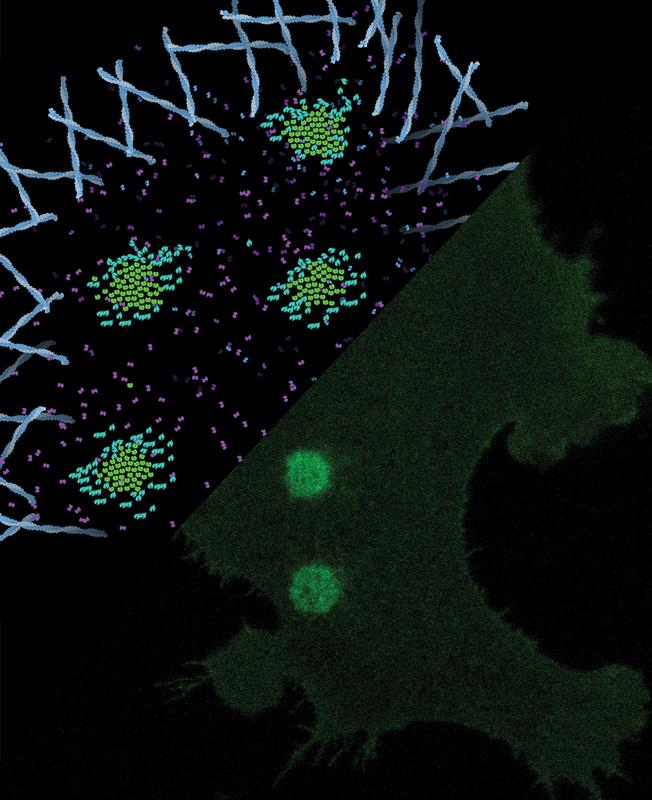 Laser spots activate very small synthetic lock-and-key pairs in a matrix to create receptor clusters in the cell membrane. This ligand-independent activation triggers calcium signaling and increased cell motility.