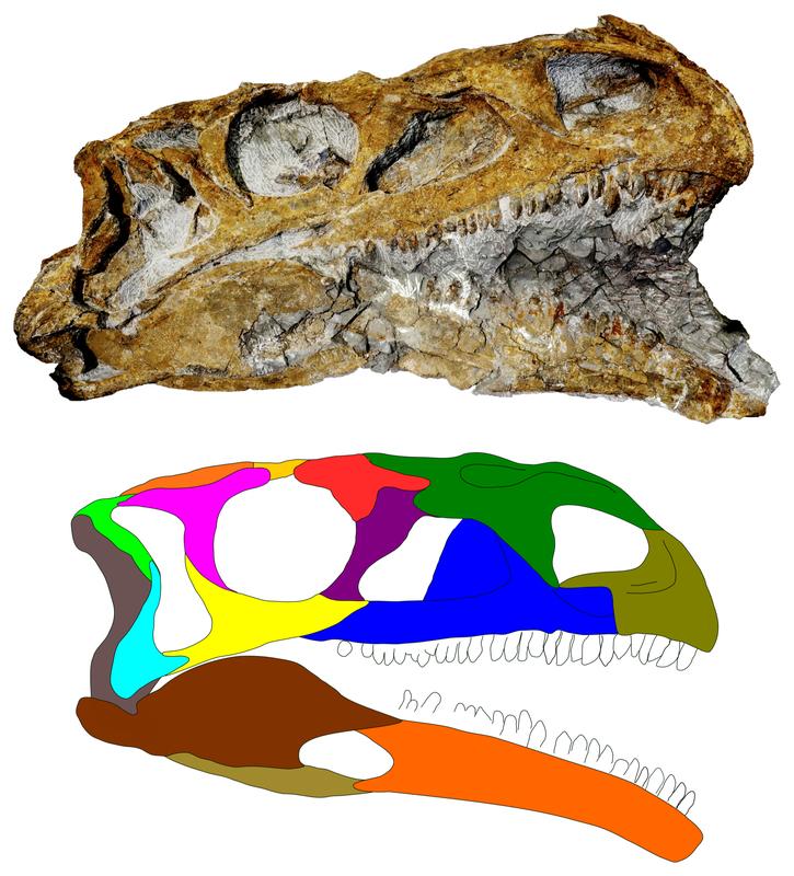 Foto eines Schädels von Plateosaurus trossingensis (oben) und eine Rekonstruktion des Schädels mit den verschiedenen Knochen farbig hervorgehoben (unten). 