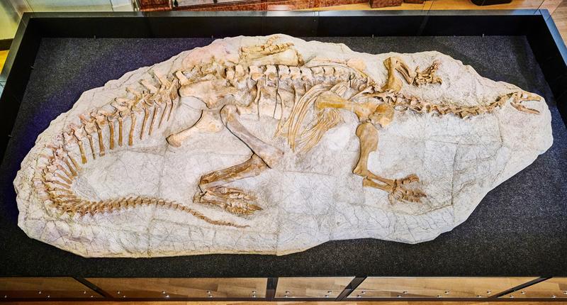 The complete fossil of a Plateosaurus trossingensis, on loan from the Frick Dinosaur Museum, on display at the Zoological Research Museum Alexander Koenig (ZFMK) in Bonn. 