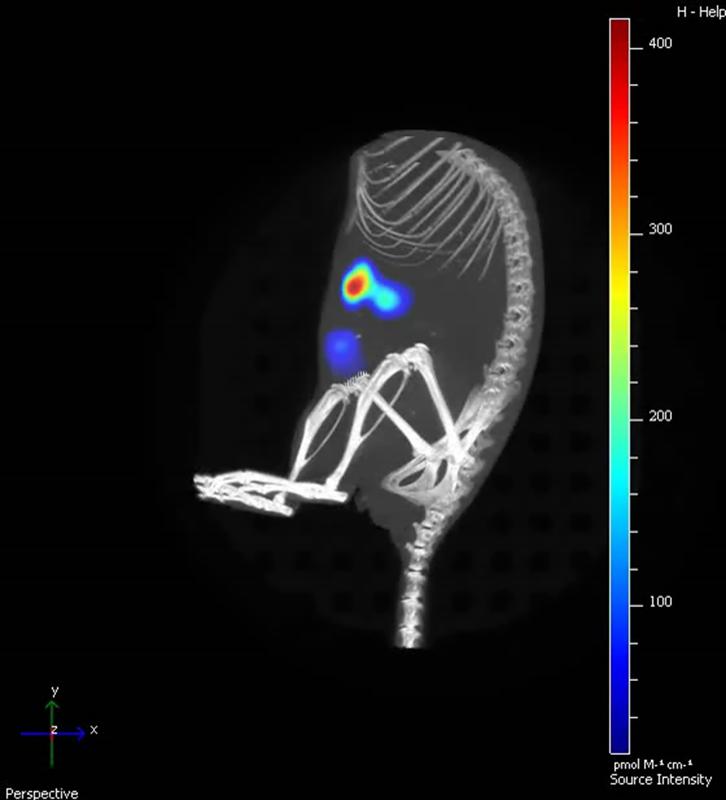 Erfolgreiche Vorstudie: Die Nanopartikel haben sich Tumor in der Bauchspeicheldrüse einer Maus angereichert.