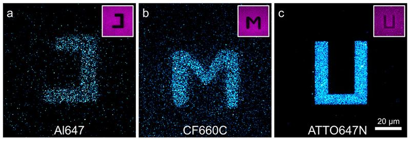 Drei Farbstoffe, die für die Fluoreszenz-Mikroskopie verwendet werden. Der Carborhodaminfarbstoff (r.) zeigt ein effizienteres Photoblueing als die beiden Cyaninfarbstoffe.