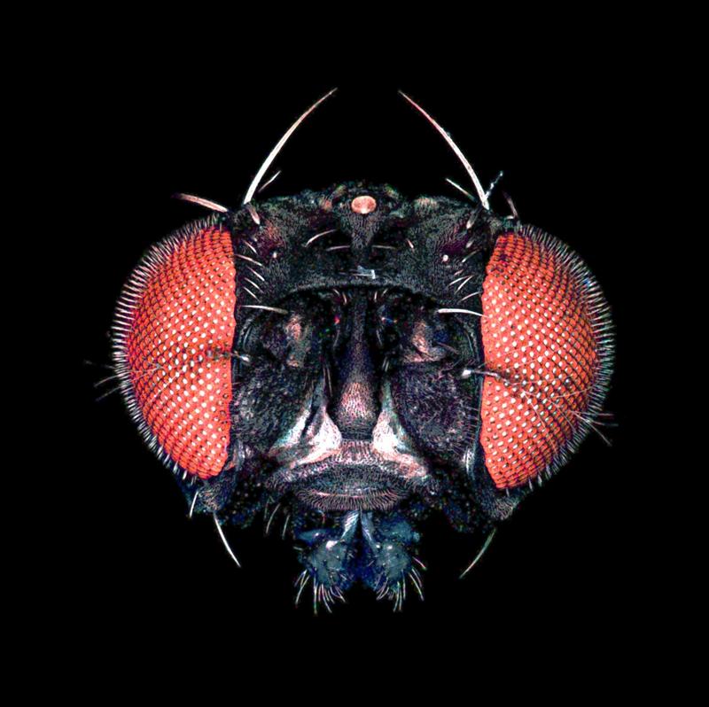 Researchers oft he University of Freiburg have identified fundamental mechanisms in visual information processing in fruit flies.