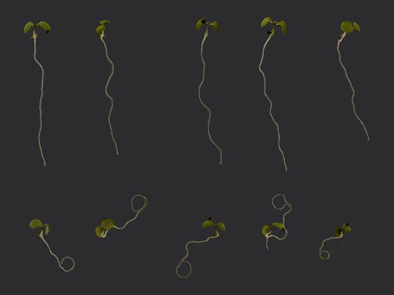 Normally, plant seedlings grow polar (above). If these growth processes are disturbed, the roots no longer grow to the center of the earth and flower and seed formation is massively disrupted.