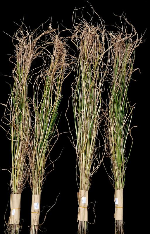 Reispflanze astol1