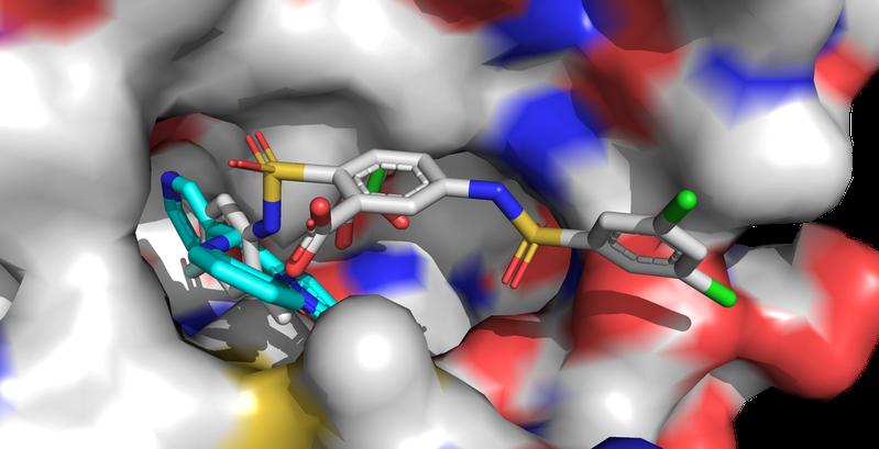 The Sirt6 activators UBCS039 (cyan, front left) and MDL-801 (multi-coloured, front right) are anchored in the same binding pocket of Sirt6. The longer MDL-801 molecule also contacts adjacent surface areas and interacts more strongly with Sirt6.