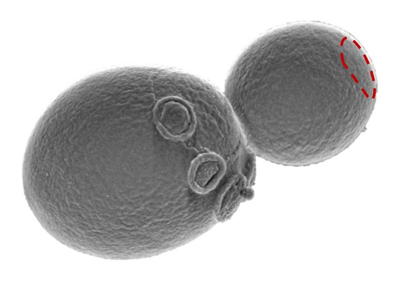 Elektronenmikroskopische Aufnahme einer knospenden Hefezelle. Die rot gestrichelte Markierung auf der Knospe deutet die intrazelluläre Verteilung des Polarsioms an. 