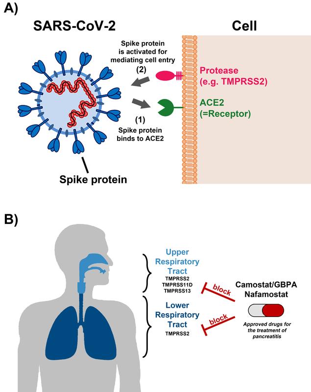 The anti-pancreatitis drugs Camostat and Nafamostat block SARS-CoV-2 replication in lung tissue. 