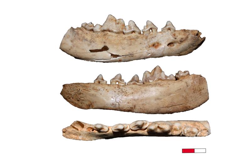 Anhand von Canidae-Fossilien aus der Gnirshöhle im Südwesten Deutschlands wurde die Domestizierung von Wölfen untersucht. 