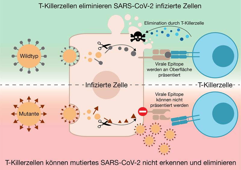 Grafische Darstellung einer T-Killerzelle, die eine SARS-CoV-2 infizierte Zelle erkennt und eliminiert (oben). Mutiertes SARS-CoV-2 wird nicht präsentiert, T-Killerzellen erkennen infizierte Zellen nicht und können diese nicht eliminieren (unten)