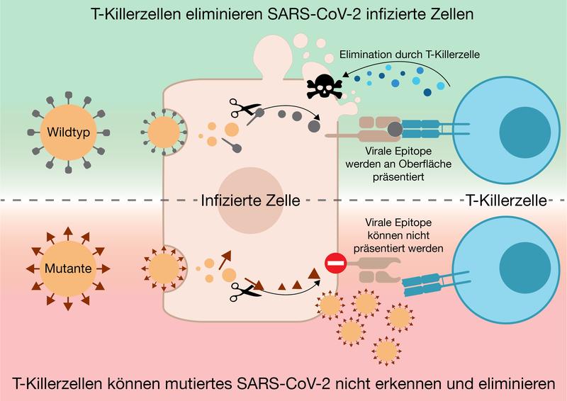 Grafische Darstellung einer T-Killerzelle, die eine SARS-CoV-2 infizierte Zelle erkennt und eliminiert (oben). Mutiertes SARS-CoV-2 wird nicht präsentiert, T-Killerzellen erkennen infizierte Zellen nicht und können diese nicht eliminieren (unten)