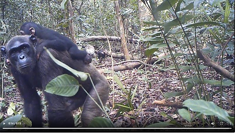 Bei Chimp&See (http://chimpandsee.org) können Interessierte die PanAf-Videoaufnahmen aus den Studiengebieten in Afrika ansehen und kommentieren.