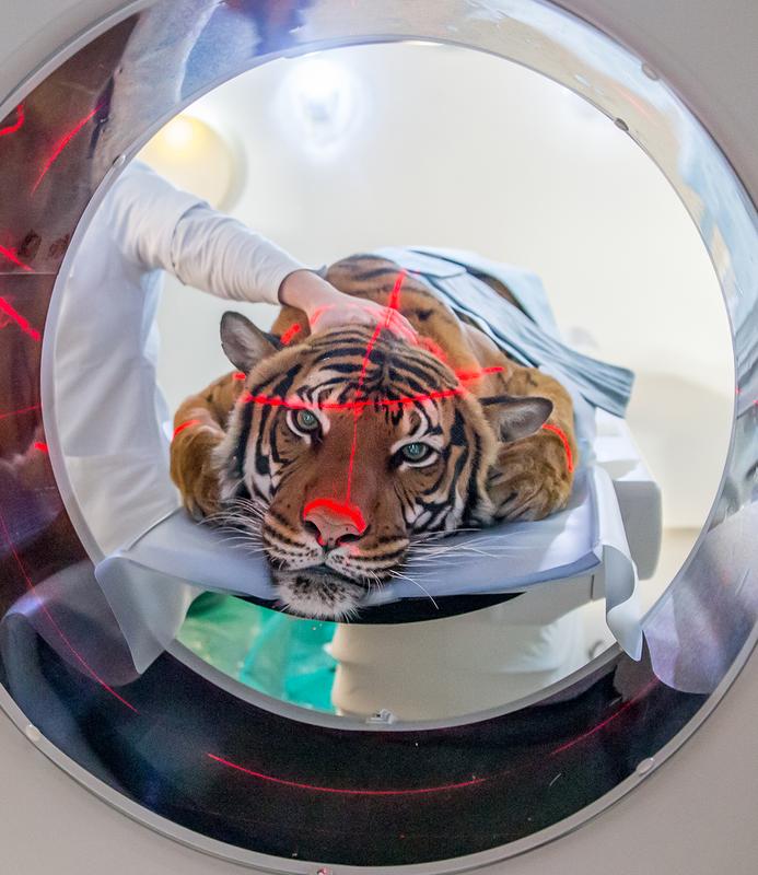 Tiger im CT