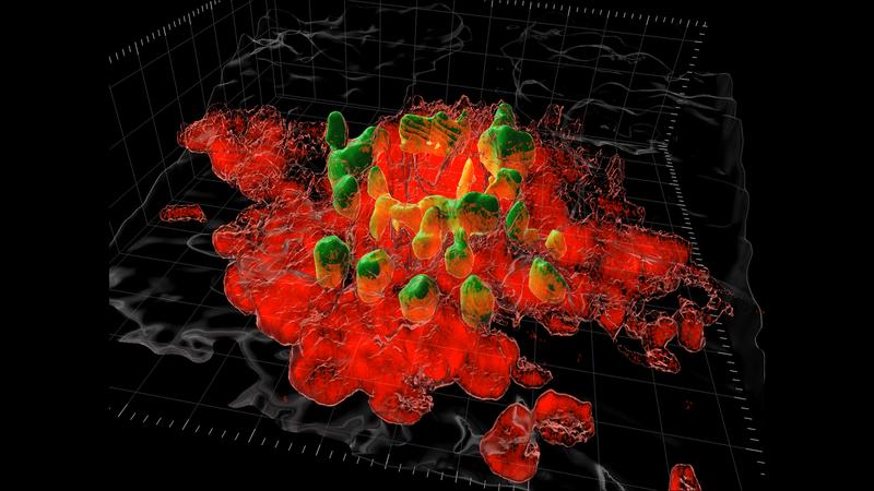 Makrophagen im Bauchraum (rot) versiegeln eine mit einem Laser verursachte Verletzung (grün) innert Minuten mit Gerinnsel-ähnlichen Strukturen. 