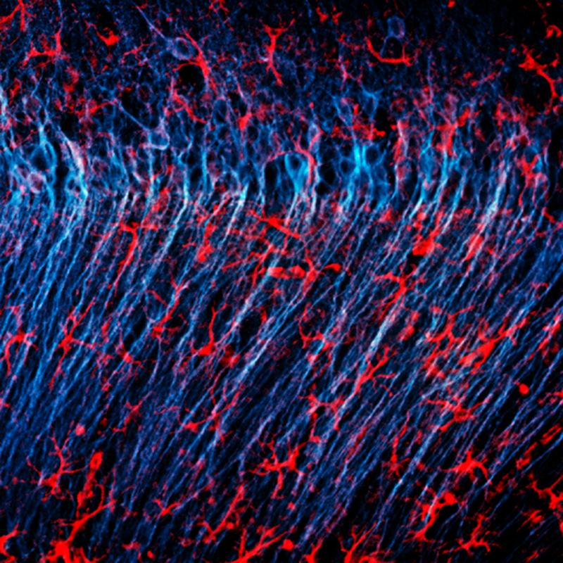 Astrozyten (rot) umgeben Nervenzellen (blau) im Gehirn einer Maus.