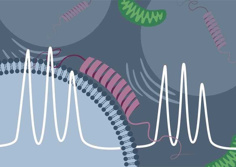 graphical abstract - Proteinbindung und Spektrum