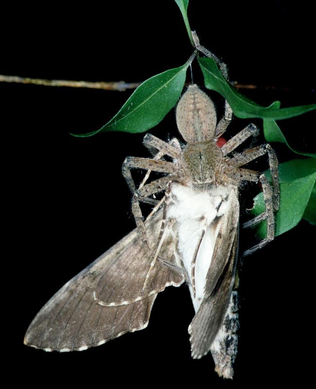 Ein Weibchen von Thunberga wasserthali bei der Beutejagd, ein seltenes Fotodokument zum Verhalten der neu beschriebenen Spinnen, die scheinbar nachts im Blattwerk auf Beute lauern. 