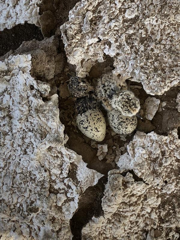 Schneeregenpfeifer (Charadrius nivosus) brüten oft in der Gezeitenzone oder an brackigen Binnenseen. Diese Umwelt übt großen Druck auf die Eltern aus, denn die temporäre Wasserkörper trocknen oft aus, und viele Küken verdursten oder verhungern.