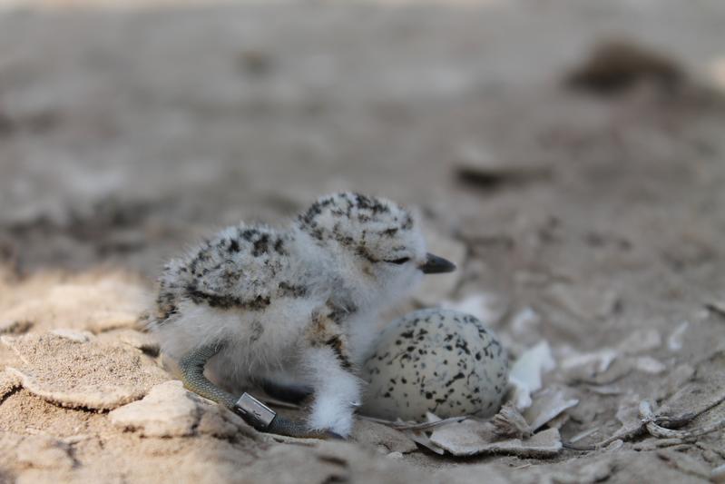 In snowy plovers, males mostly care for the young alone until they are fledged.