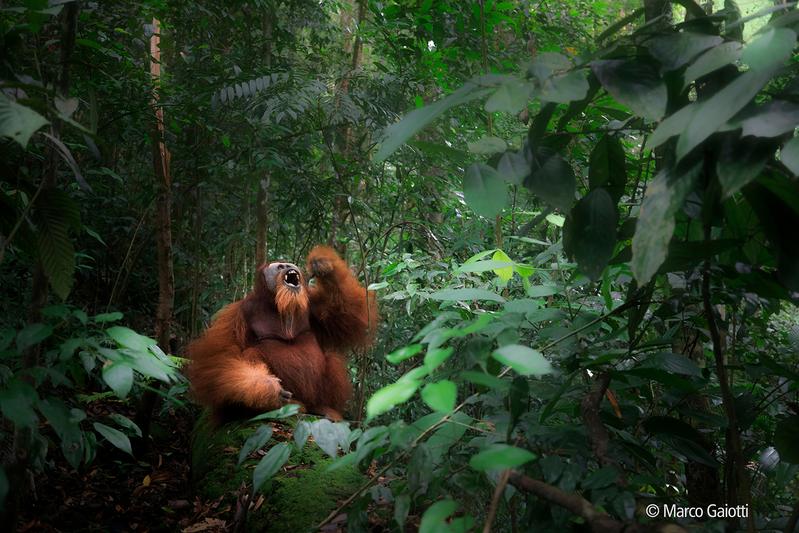 Foto aus der Ausstellung: Orang-Utans spielen als «Gärtner des Waldes» eine Schlüsselrolle in ihrem Habitat.