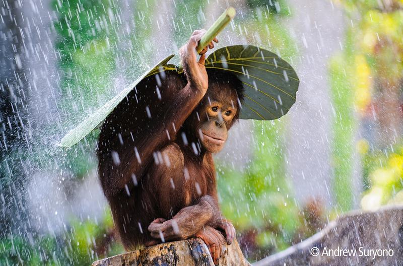 Überleben im Regenwald: Foto aus der Ausstellung.