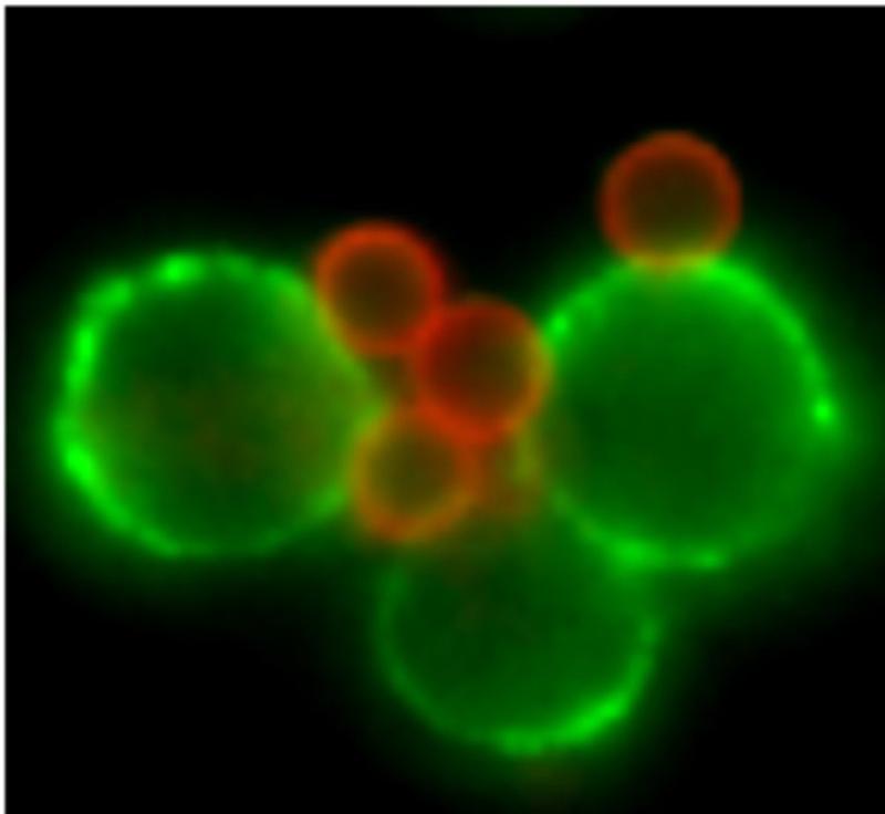 Die Abbildung zeigt T-Zellen (grün) und die Kopplung der T-Zell-Silencer an diese. Nur Partikel, die durch ihre Struktur gleichzeitig zwei Schalter an den T-Zellen drücken können, bewirken ein Abschalten der T-Zell-Aktivierungsreaktion.  