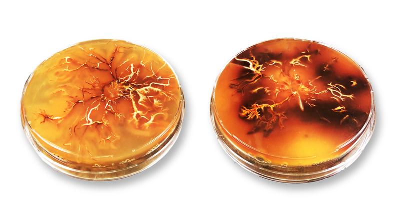  Zorn in der Petrischale: Pilzkultur von Armillaria cepistipes. Dunkle Areale enthalten besonders viel Melanin. 