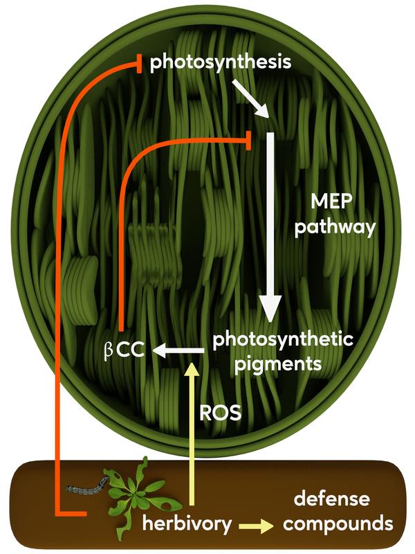 Feeding by herbivores slows down the MEP pathway.