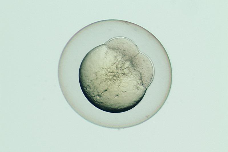 Zebrafish embryo, mutant for ski7, 1 hour after fertilisation